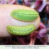 polyommatus daphnis larva4c